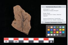 Foto (Objekt + Etikett) von Glyptostrobus europaeus Brongniart (NHMW-GEO-2024-0188-0177)